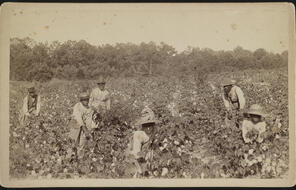 Photo shows a group of six African American men and women posed picking cotton in a field.