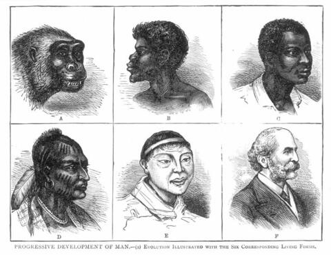 Late nineteenth century chart showing six images displaying the supposed stages of racial evolution, beginning with an ape and ending with a European man. 